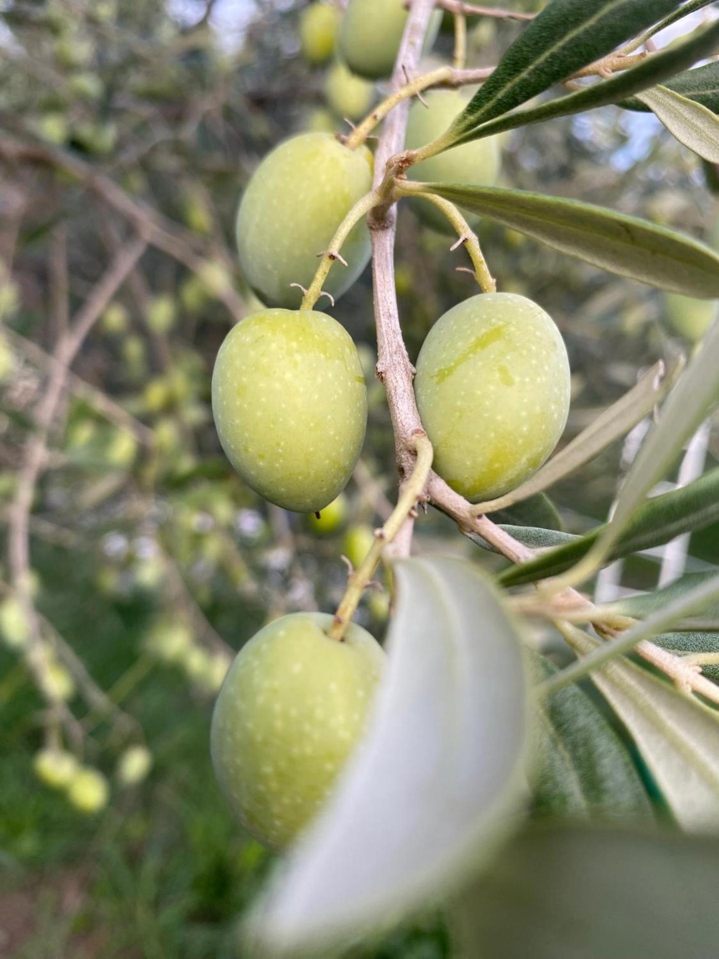 Agriturismo La Luciana Castiglione della Pescaia Kültér fotó